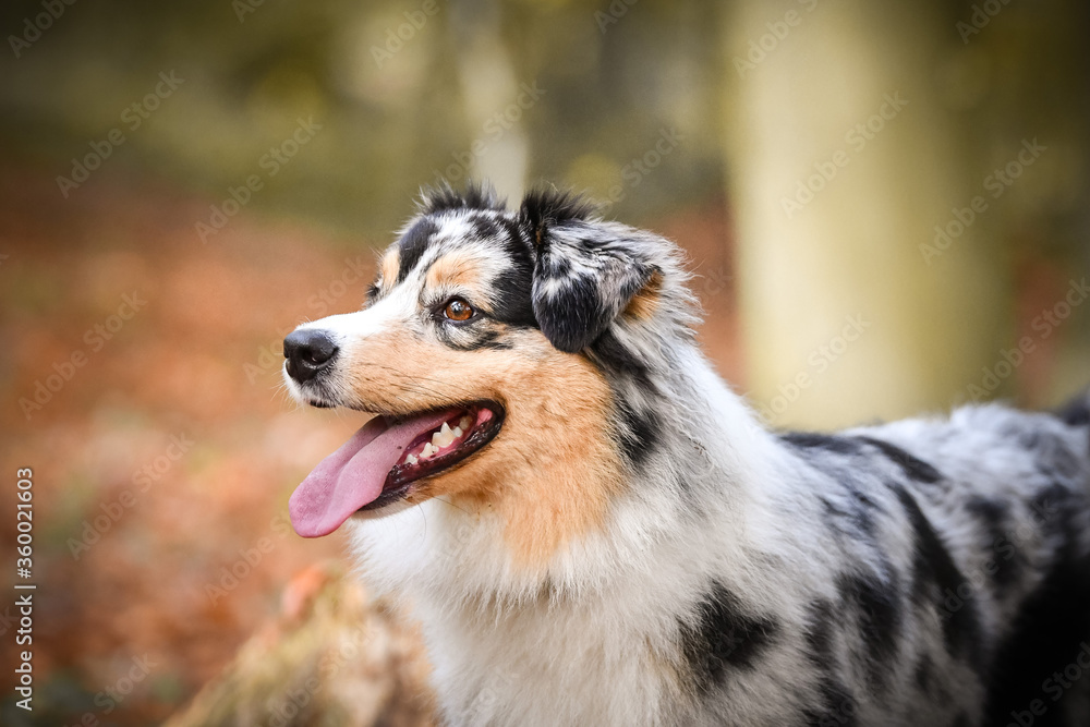 Australian shepherd is sitting on the way in nature.  She is after running so she is so happy