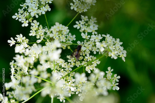 Foto beautiful caraway flower in green vibrant summer nature