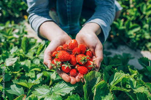 young girl plucked ripe strawberries from the garden and holds it in her hands