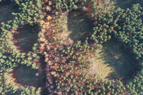 Aerial drone photo of forest in autumn, fall season, colorful trees in Poland