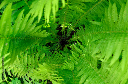 deep green fern plant spiral in summer