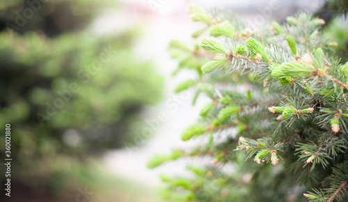 Nature background with texture furry tree