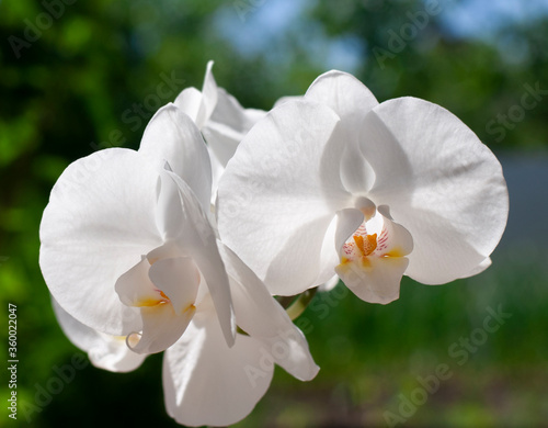 white orchid on the green background