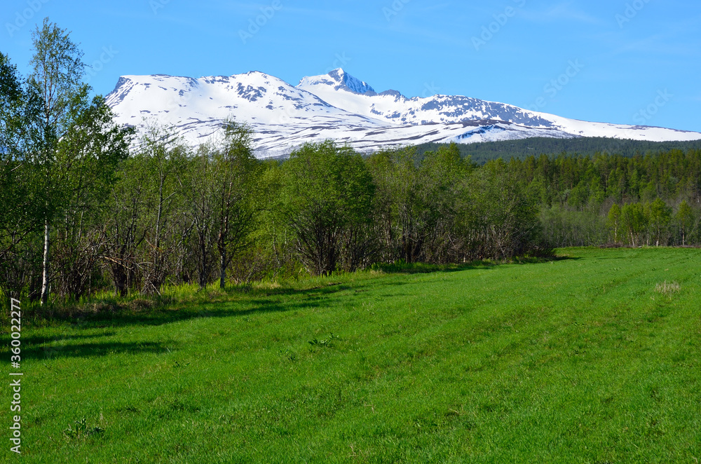 vibrant green summer pasture with snow mountain and blue sky in background