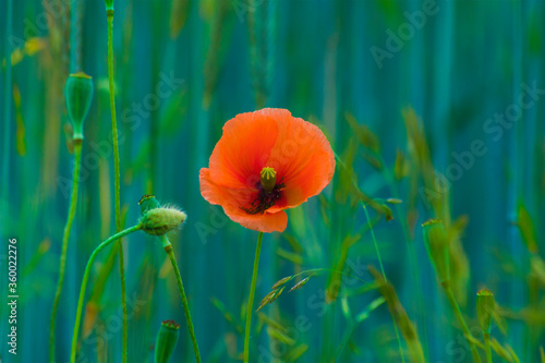Red wild poppies among cereals, red flowers on a blue background, nature, beauty, macro, closeup