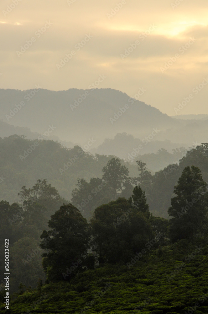 Mountain misty view from the Mount Gede to the forest valley at the sunset