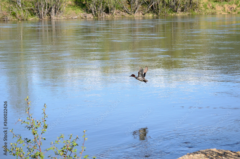 beautiful colourful duck flying low over river water surface in summer beautiful colourful duck flying low over river water surface in summer