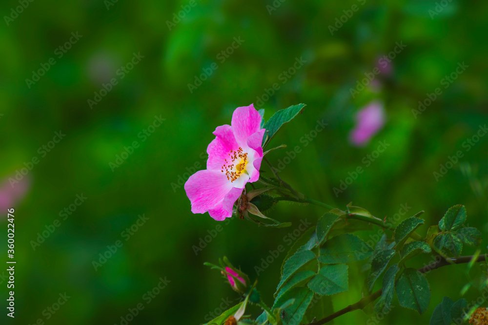 Rosa canina, dog rose, climbing Pink wild rose flowers, on a green background, beauty, nature plants, closeup, macro