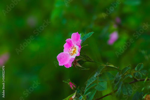 Rosa canina, dog rose, climbing Pink wild rose flowers, on a green background, beauty, nature plants, closeup, macro