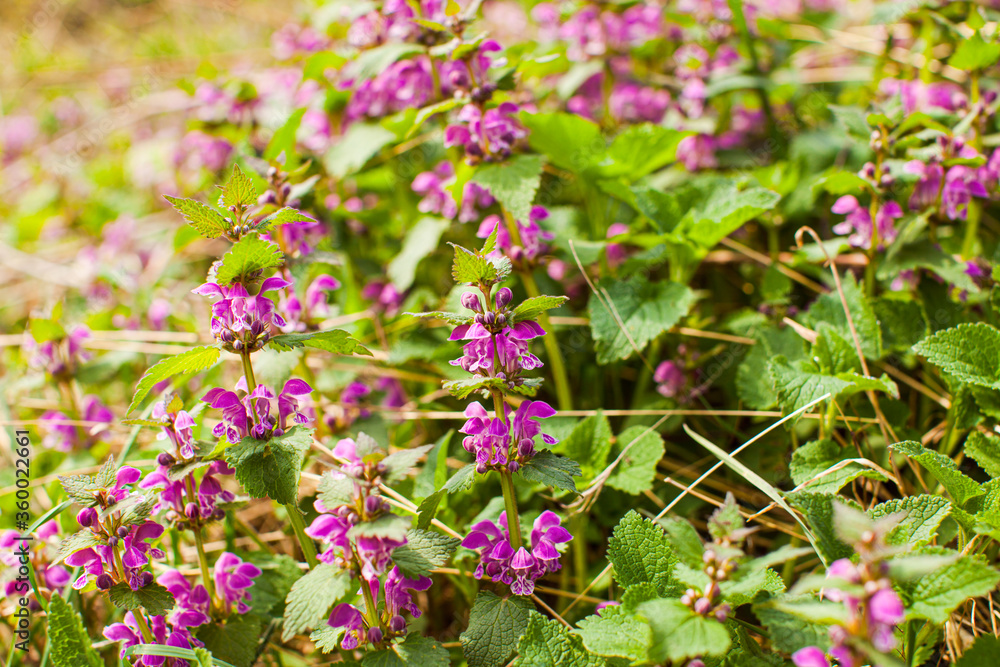 Blooming Dead nettle - Lamium purpureum in its natural environment. Blooming Dead nettle - Lamium purpureum in its natural environment.