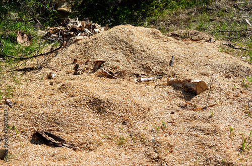 Wallpaper Mural saw dust pile in forest Torontodigital.ca