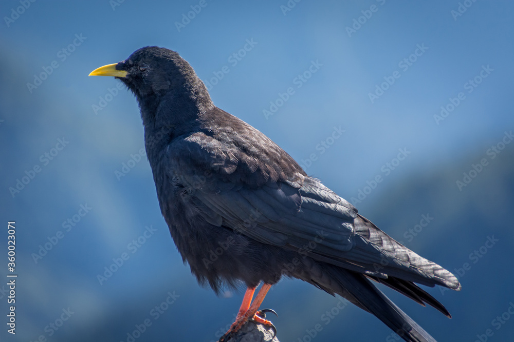 Fototapeta premium Close up Alpine chough Pyrrhocorax graculus in Alps mountains. A portrait of an alpine chough perched at high altitude