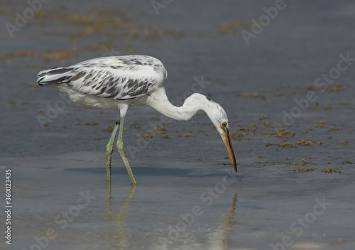 Western reef heronwhite morphed feeding t Busaiteen coast, Bahrain photo