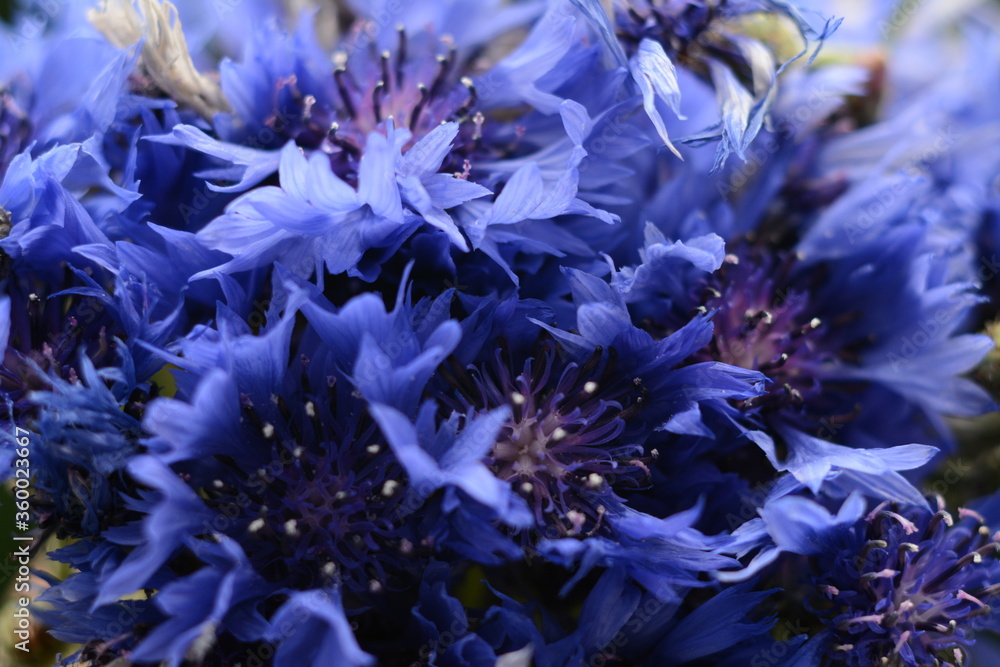 Blue cornflowers close-up outdoors