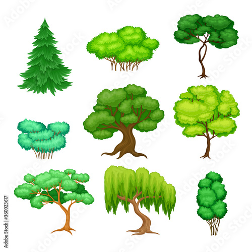 Trees with Exuberant Green Foliage and Trunk Vector Set