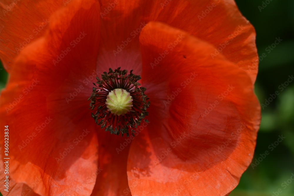 Big red poppy closeup on the field. Macro Big red poppy closeup on the field. Macro