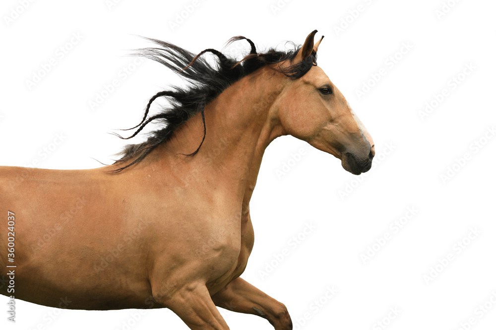 Isolated horse on white background Isolated horse on white background