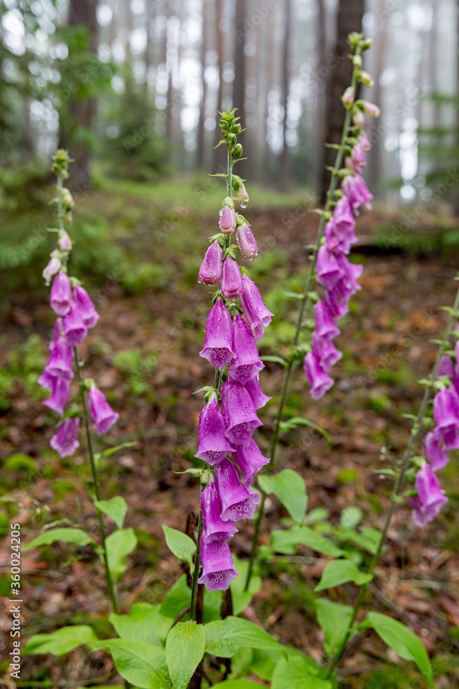 Blooming Foxglove (Digitalis) - Czech nature Blooming Foxglove (Digitalis) - Czech nature