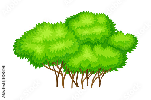 Tree with Exuberant Green Foliage and Trunk Vector Illustration