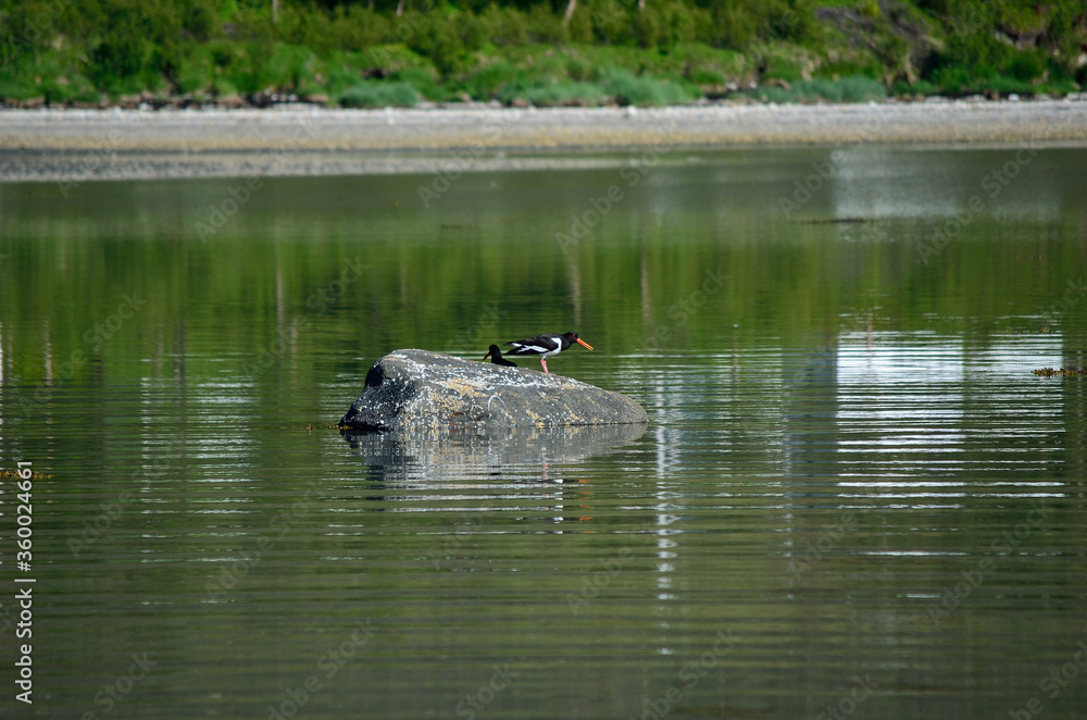 oystercatcher birds on ocean boulder in summer oystercatcher birds on ocean boulder in summer
