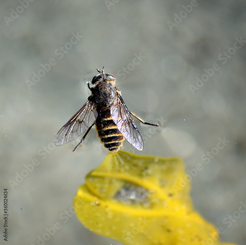 gadfly floating on water surface close up