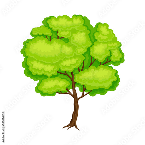 Tree with Exuberant Green Foliage and Trunk Vector Illustration