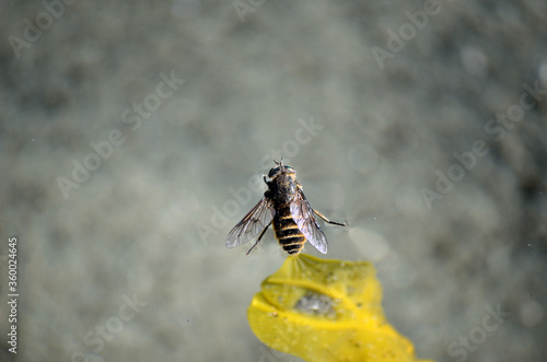 Fotografija gadfly floating on water surface close up