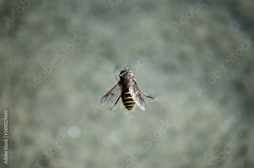Canvas Print gadfly floating on water surface close up