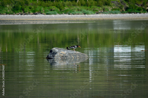 oystercatcher birds on ocean boulder in summer