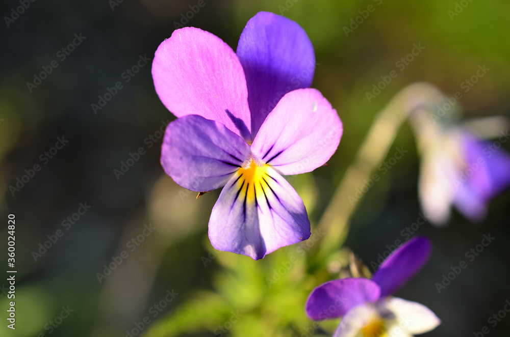beautiful purple violet wildflower beautiful purple violet wildflower