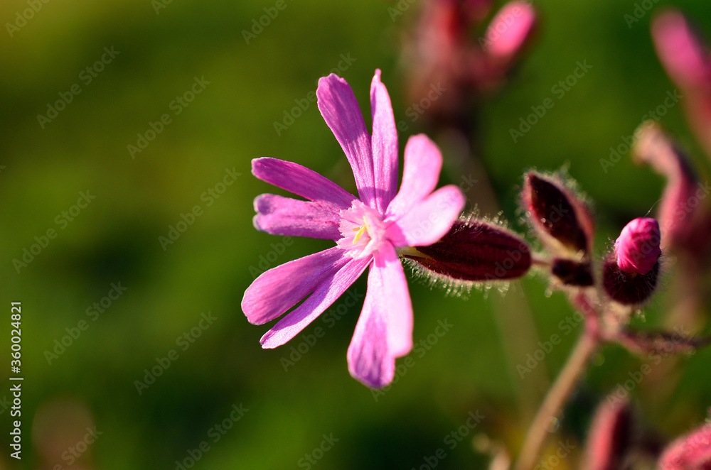 pink wildflower in summer