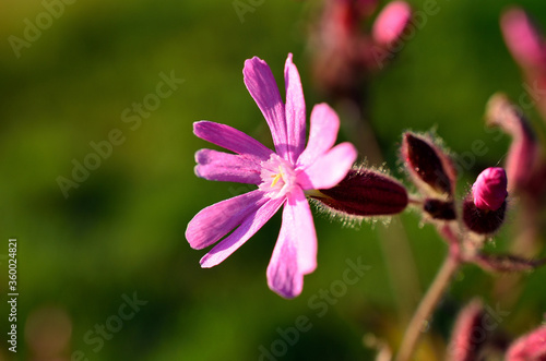 pink wildflower in summer