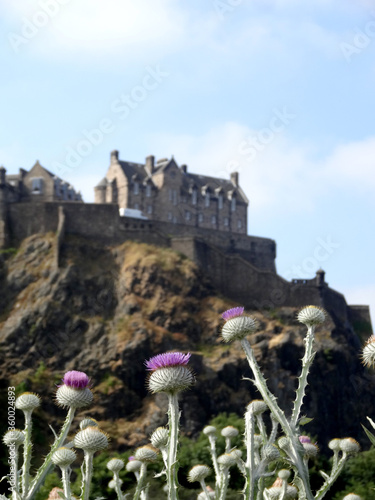 Thistles, the national symbol of Scottish people with the Edinburgh Castle on the background.