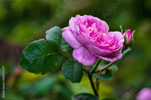 Beautiful fresh tea rose flowers. Macro photography. Postcard.