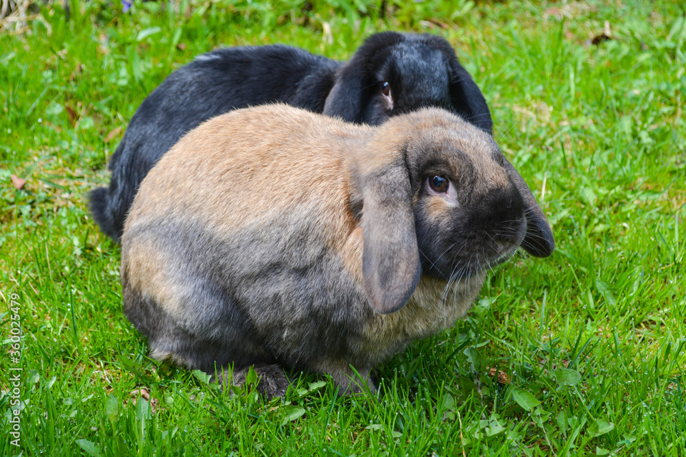 Fototapeta premium rabbits on a walk