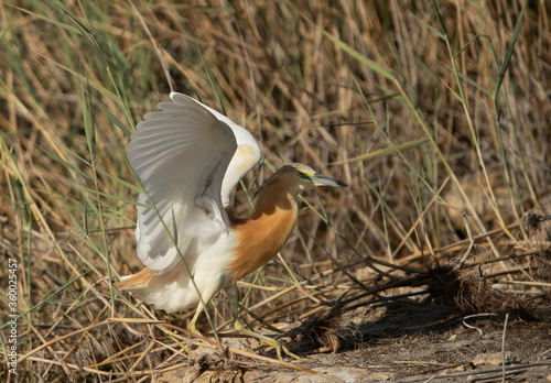 Squacco Heron landing at Buhair lake, Bahrain photo