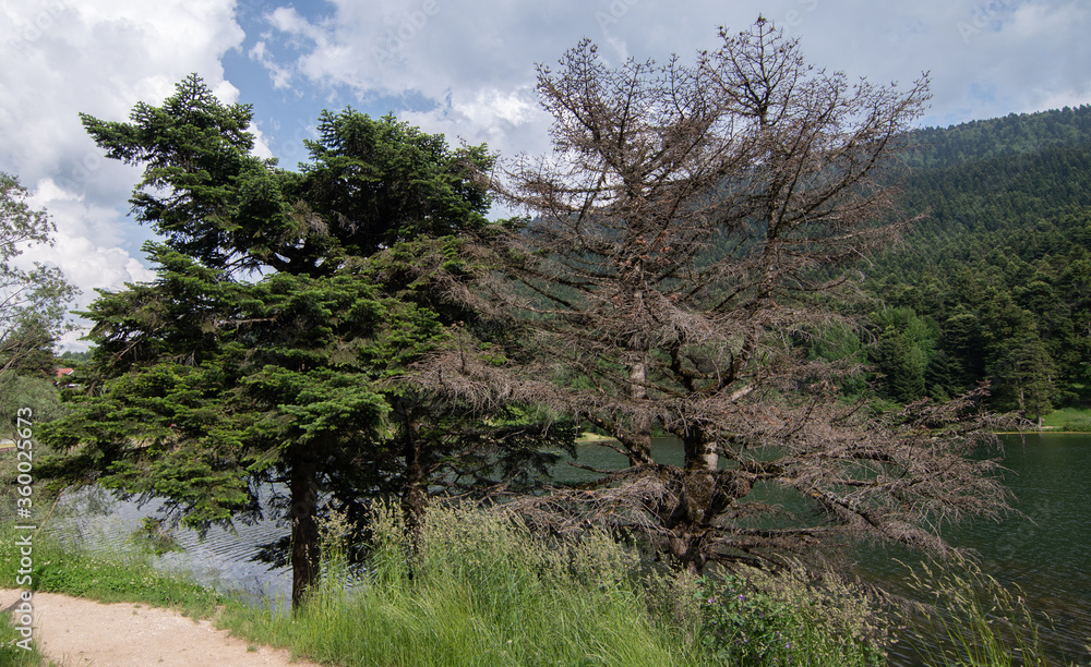 Obraz premium pine trees in the forest