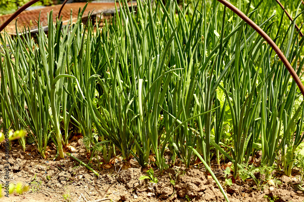 Obraz premium Garden bed with onions, gardening and farming concept. Onions growing in garden in rows in open ground in farm. Farm homestead with agricultural landings. Plants of vegetables, closeup view.