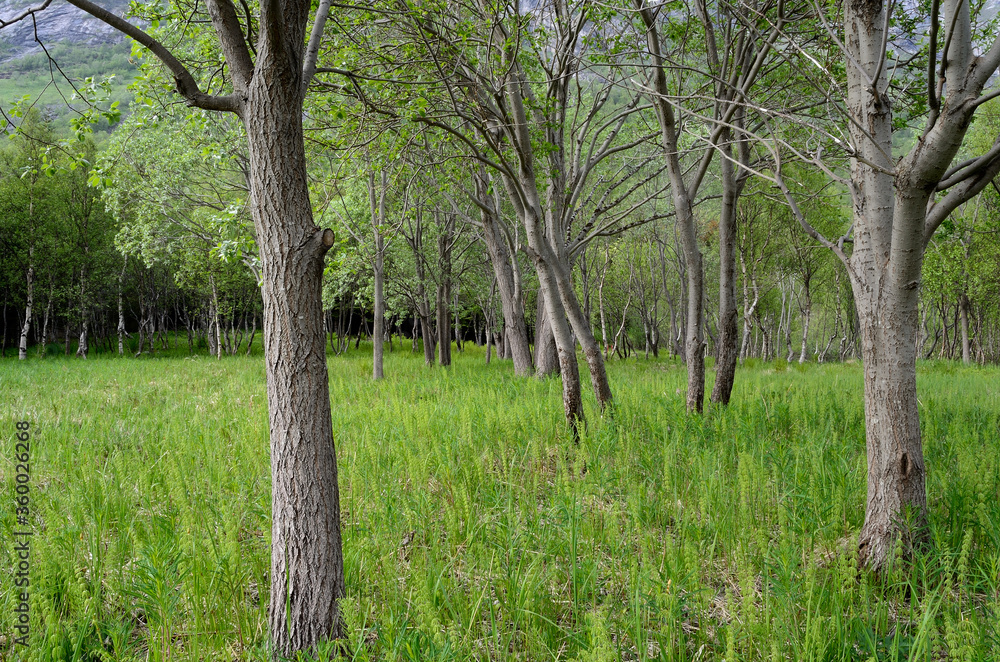 maintained forest and field patch in summer maintained forest and field patch in summer