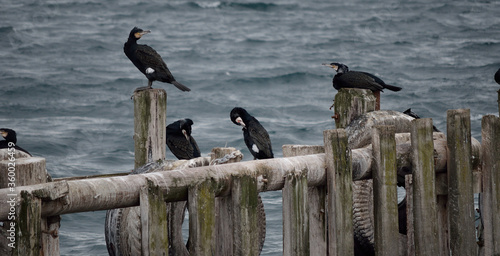 cormorant birds on pier © Arcticphotoworks