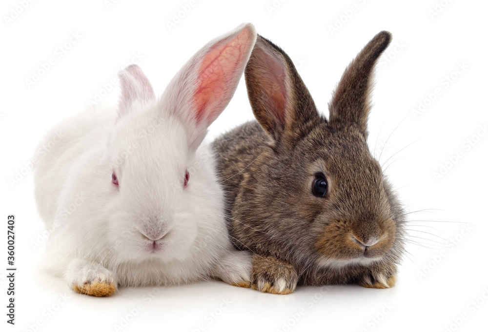 Two beautiful rabbits. Two beautiful rabbits.