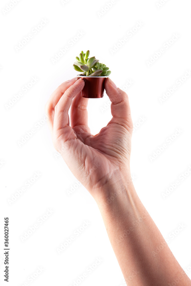 Hand holding a delicate and cute succulent vase made of coffee capsule over white background. Hand holding a delicate and cute succulent vase made of coffee capsule over white background.