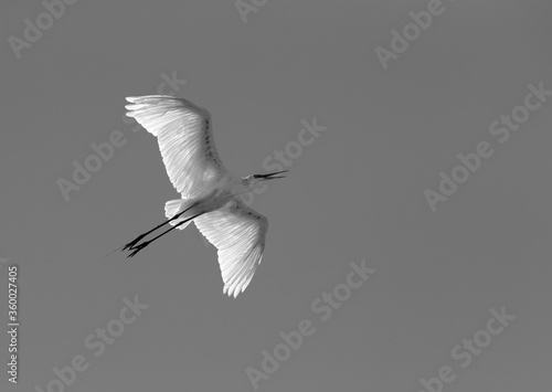 Great Egret flying at Buhair lake, Bahrain photo