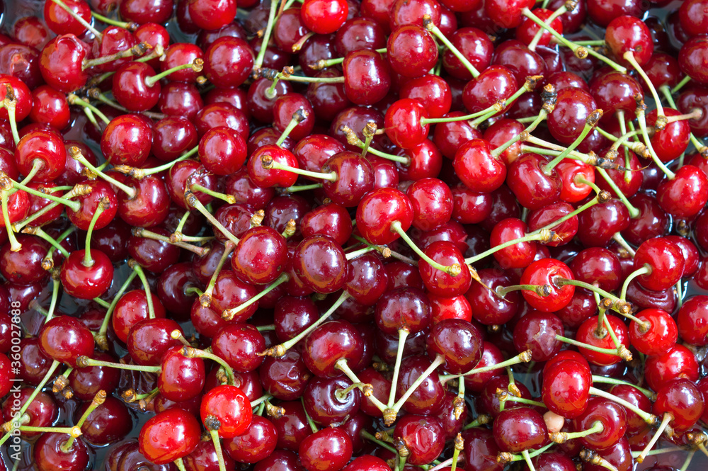 Juicy red berries of a cherry are washed in water. Ripe fruits ripped from petioles. Making jam, canning products at home. Food, kitchen. Close-up. Background. View from above Juicy red berries of a cherry are washed in water. Ripe fruits ripped from petioles. Making jam, canning products at home. Food, kitchen. Close-up. Background. View from above