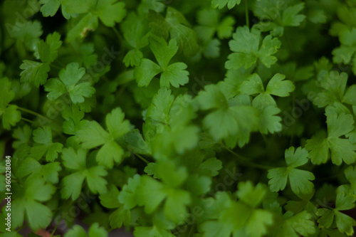 green leaves background