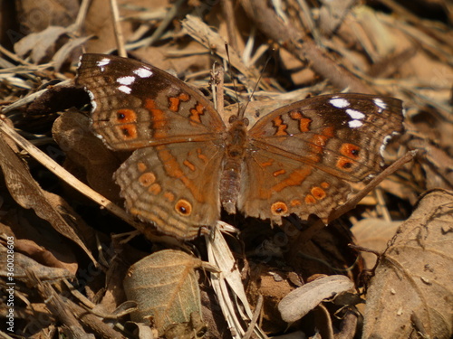 Brown commodore (Junonia natalica) - brown butterfly with orange markings, Botswana