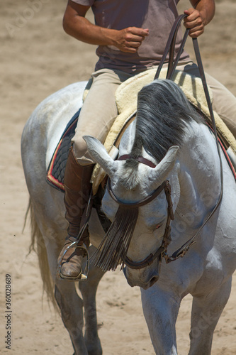 Fotografia Dapple grey portuguese lusitano horse with sheepskin saddle pad walking back to the box