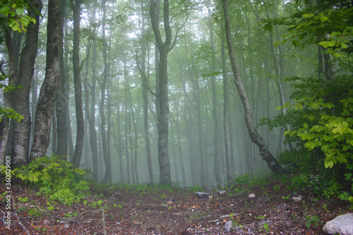 forest of beech trees in the mist of the fairy fog