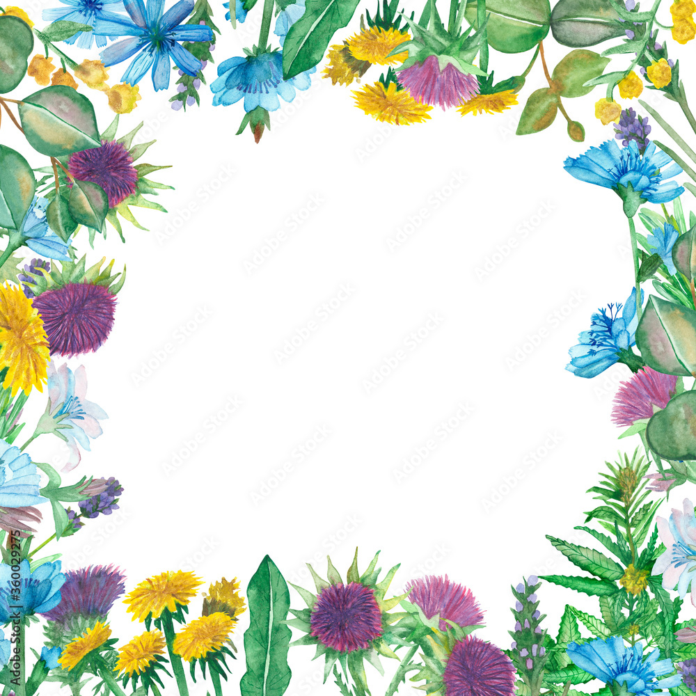Fototapeta premium Watercolor hand painted nature herbal squared border frame with yellow dandelion, wormwood, purple lavender, milk thistle, blue chicory flowers, green hemp weed and eucalyptus leaves for cards