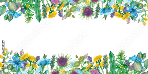 Watercolor hand painted nature herbal banner frame with yellow dandelion, wormwood, purple lavender, milk thistle, blue chicory flowers, green hemp weed and eucalyptus leaves bouquet for cards 